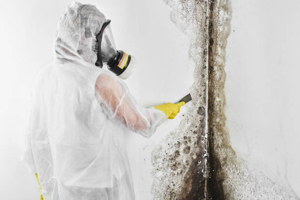 Best Biohazard Mold Removal  in White Oak, TX